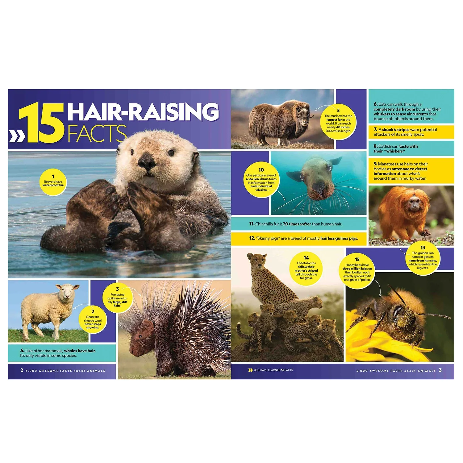 LONELY PLANET/HACHETTE BK GR National Geographic: 5000 Awesome Facts about Animals Book (Hardcover)