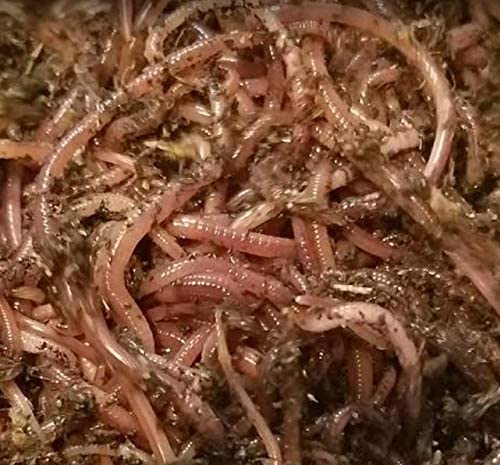 HomeGrownWorms - 250+ (1/4LB) Live Red Wiggler Composting Worms - Live Delivery Guaranteed - Vermicomposting Garden Red Wriggler