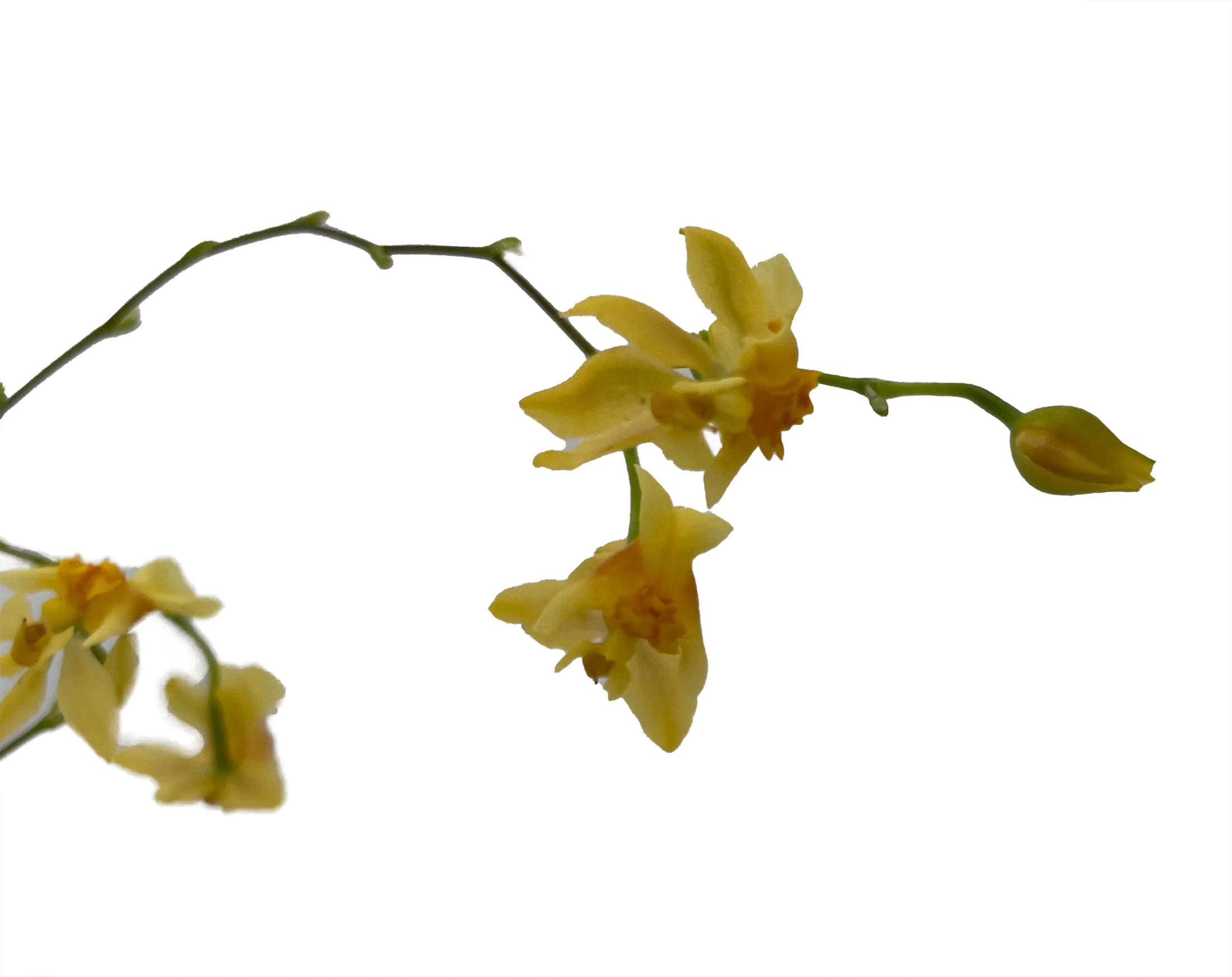 Hirt&s;s Gardens Twinkle Yellow Bird Orchid - Oncidium - 2