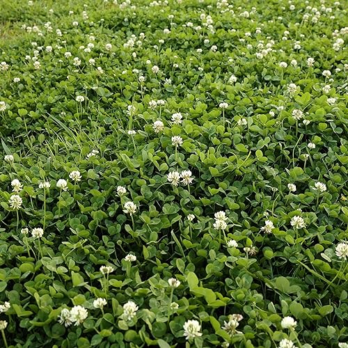 Outsidepride White Dutch clover Seed for Erosion control, ground cover, Lawn Alternative, Pasture, Forage, &a; More - 2 LBS