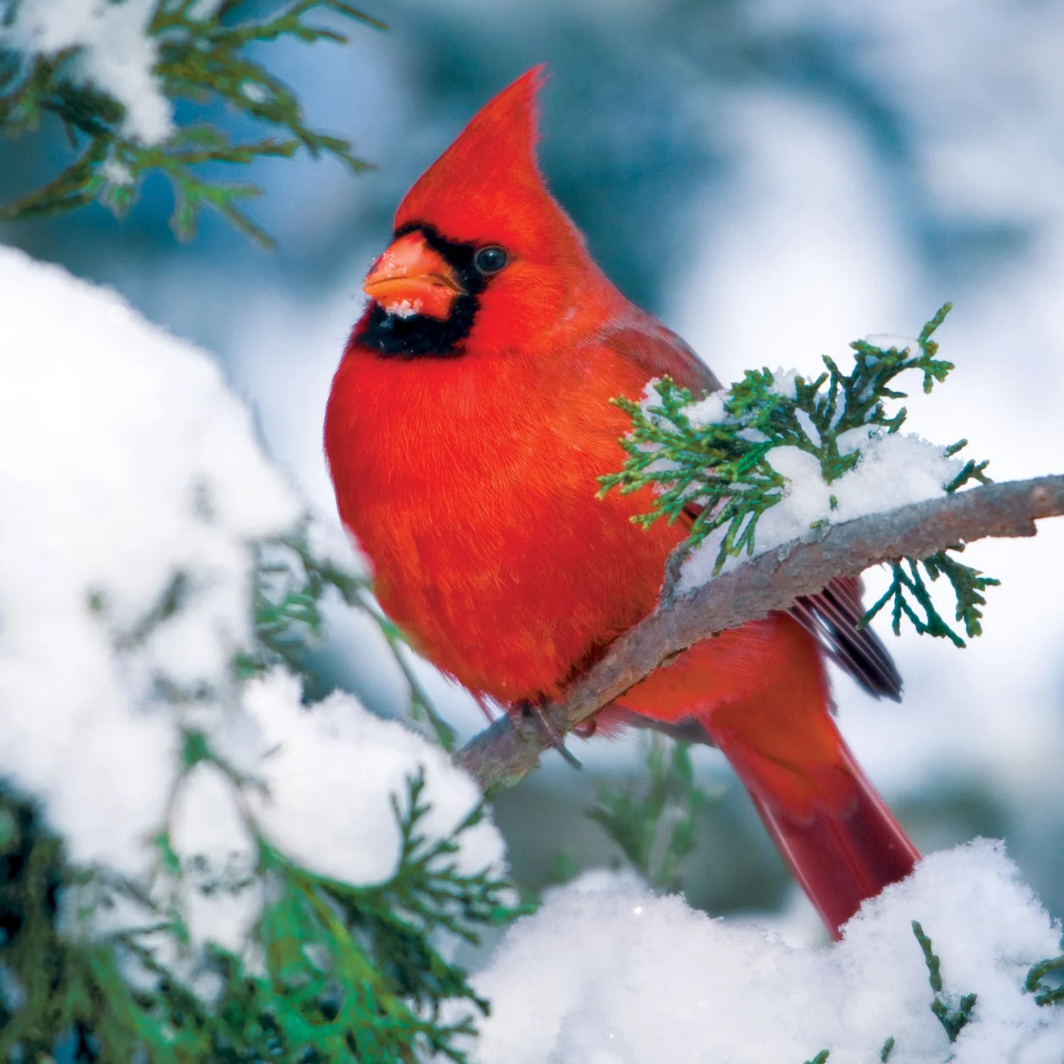 Buffalo Games &a; Puzzles 500pc Audubon Birds: Winter Cardinal