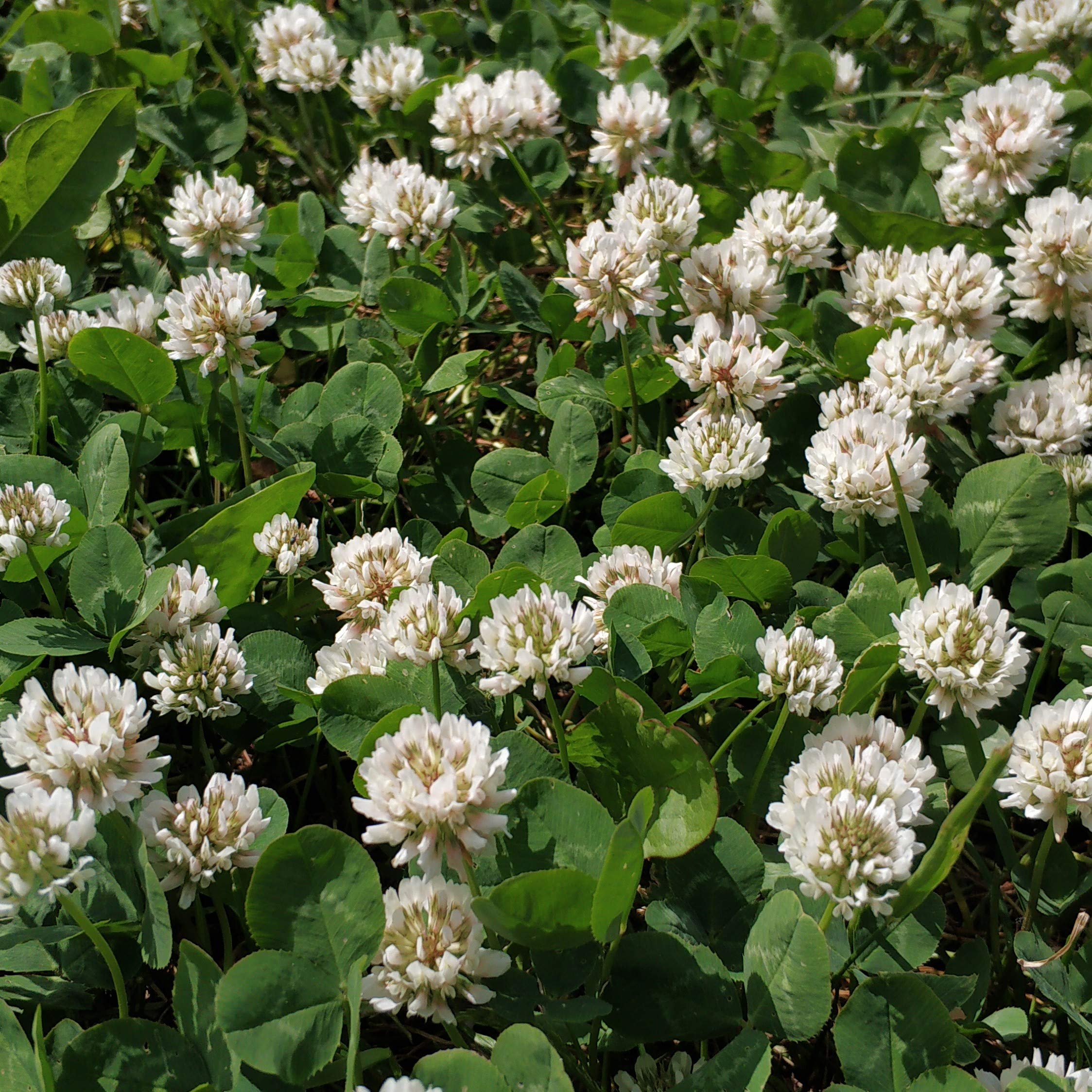 Outsidepride White Dutch clover Seed for Erosion control, ground cover, Lawn Alternative, Pasture, Forage, &a; More - 2 LBS