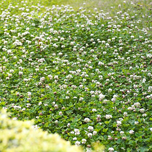 Outsidepride White Dutch Clover Seed: Nitro-Coated, Inoculated - 5 LBS