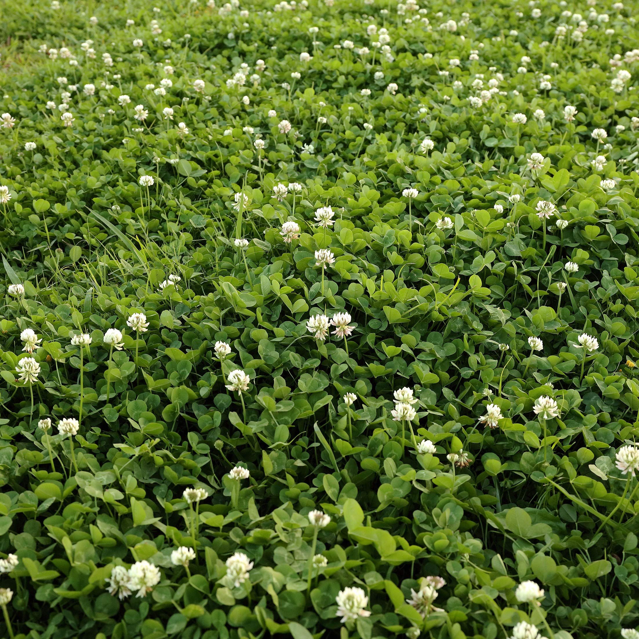 Outsidepride White Dutch clover Seed for Erosion control, ground cover, Lawn Alternative, Pasture, Forage, &a; More - 2 LBS
