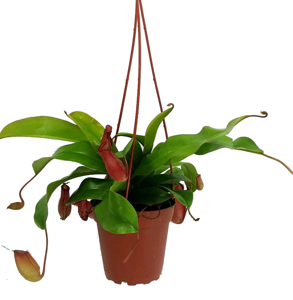 Hirt&s;s Gardens Asian Pitcher Plant - Nepenthes - Carnivorous - Exotic - 4