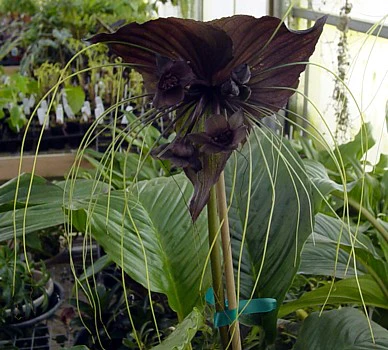 Hirt&s;s Gardens Rare Black Haunting Bat Plant - Tacca - Exotic Houseplant - 6