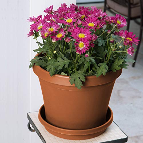 Bloem Terra Pot Planter - 4
