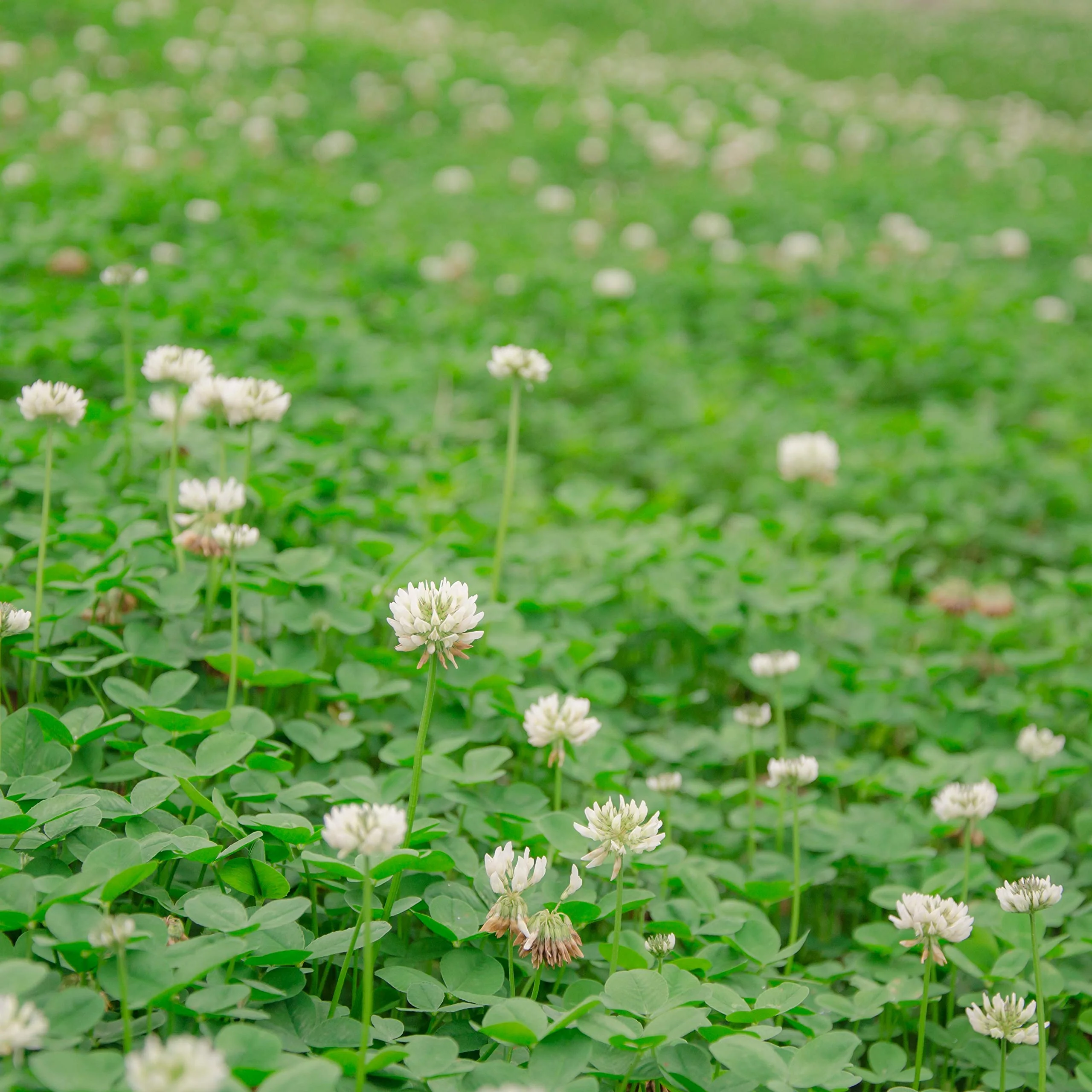 Outsidepride White Dutch clover Seed for Erosion control, ground cover, Lawn Alternative, Pasture, Forage, &a; More - 2 LBS