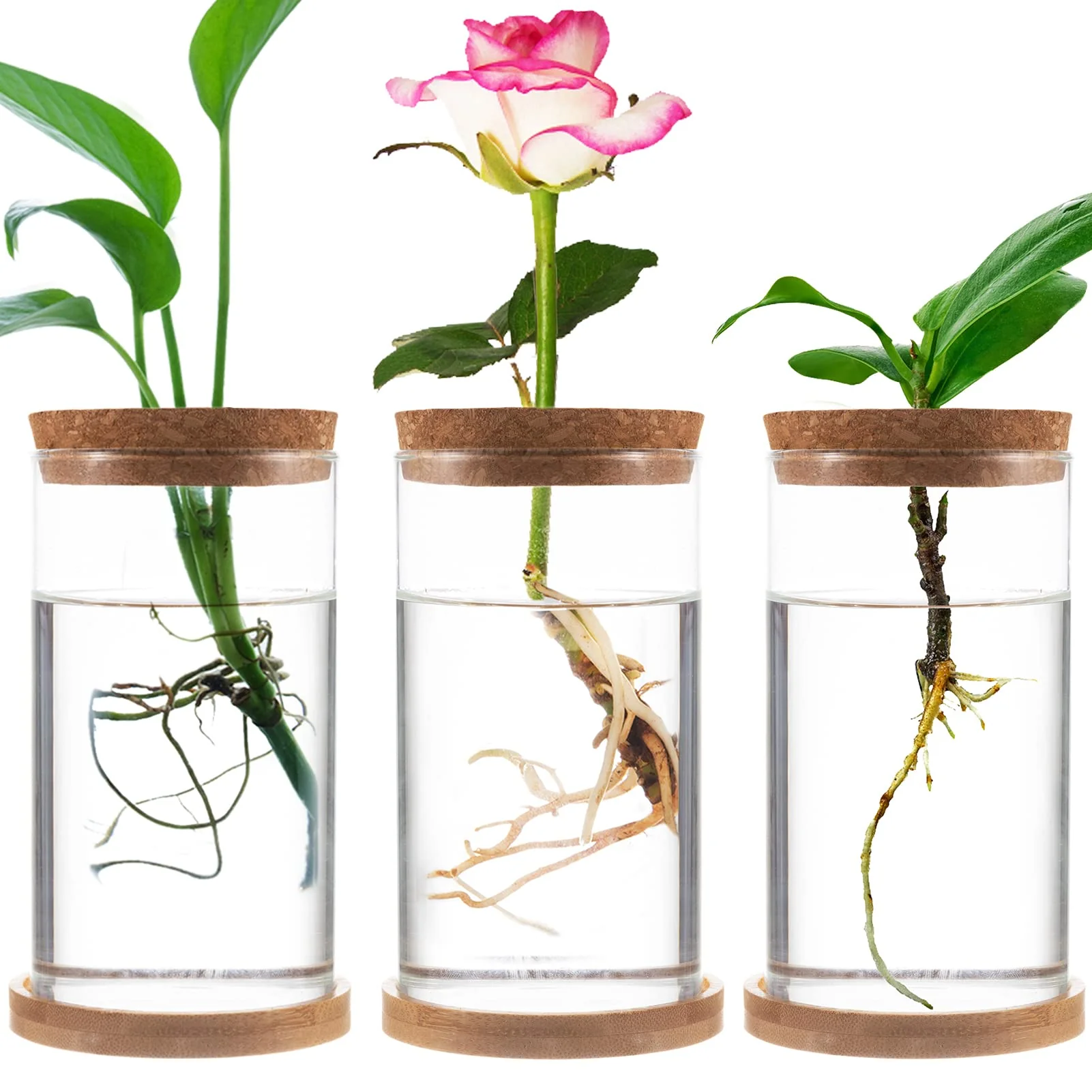 Biggun Desktop Plant Terrarium - Air Planter Propagation Water Stations Planting Glass Flower Vase with Cork &a; Bamboo Saucer for Hydrop