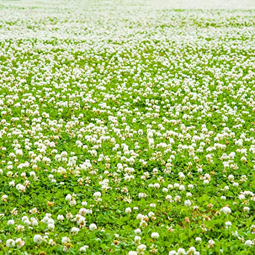 Outsidepride White Dutch Clover Seed: Nitro-Coated, Inoculated - 5 LBS