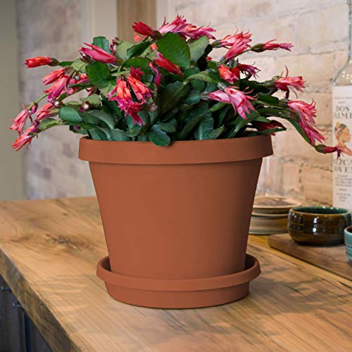 Bloem Terra Pot Planter - 4