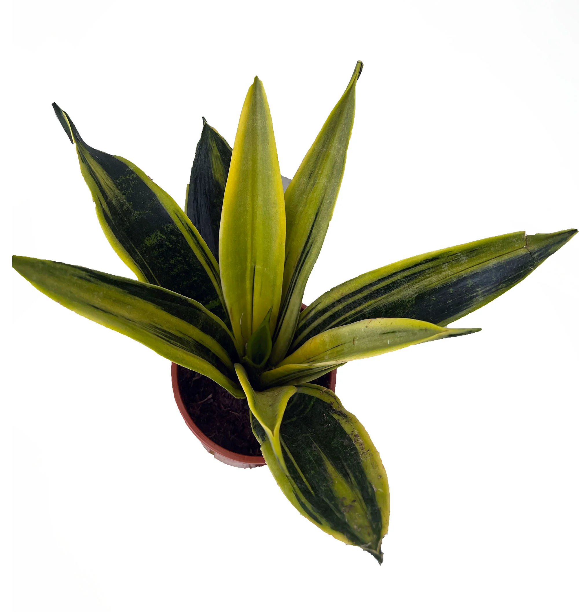 Hirt&s;s Gardens La Rubia Snake Plant - Sansevieria - 6