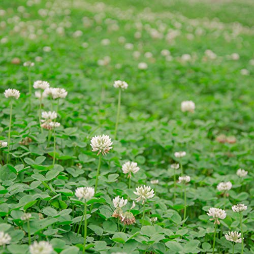 Outsidepride White Dutch Clover Seed: Nitro-Coated, Inoculated - 5 LBS