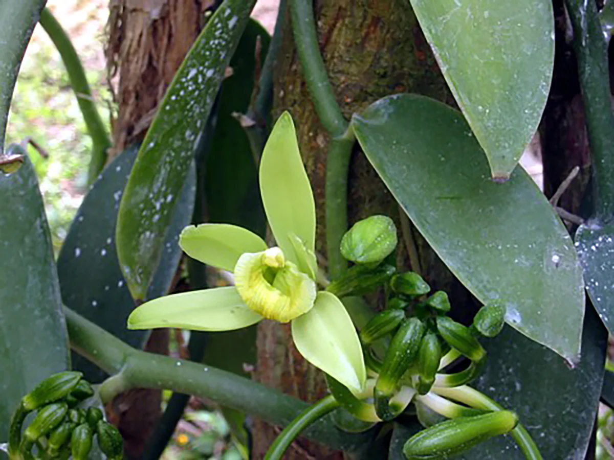 Hirt&s;s Gardens Variegated Green &a; Cream Vanilla Bean Orchid Plant - 4.5