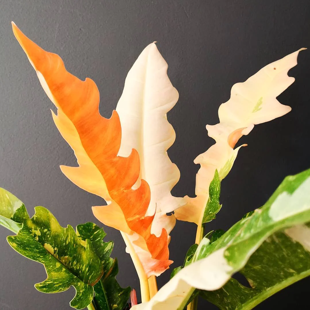 Hirt&s;s Gardens Rarest In The World! Ring of Fire Philodendron - 4