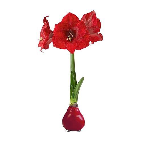 The Three Company Waxed Amaryllis Bulb - Red - Easy Care - No Watering Needed - Beautiful Holiday Décor
