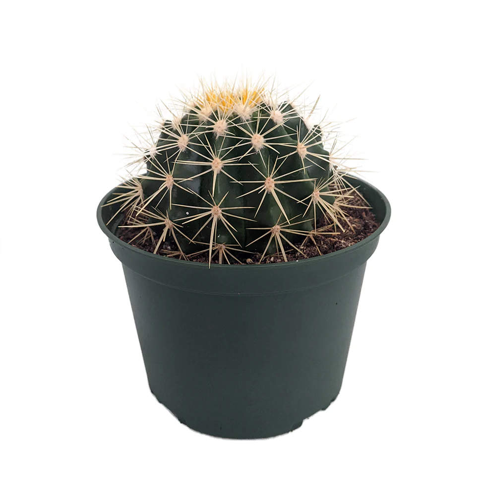 Hirt&s;s Gardens Golden Barrel Cactus - Echinocactus grusonii - 6
