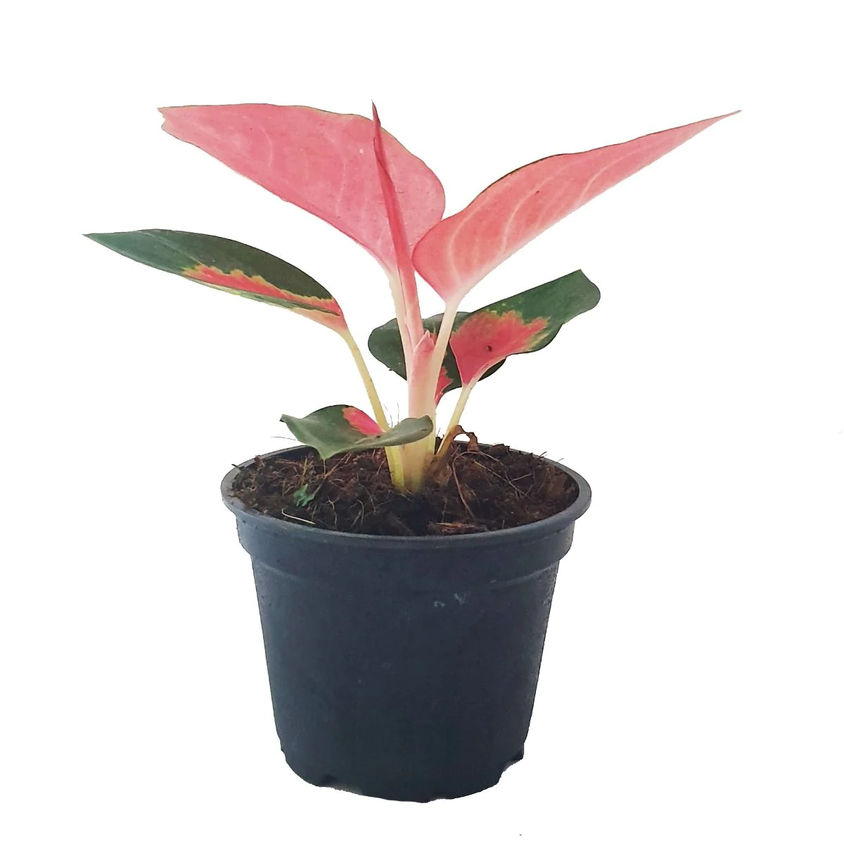 Hirt&s;s Gardens Pink Pearl Chinese Evergreen Plant - Aglaonema - Low Light - 4