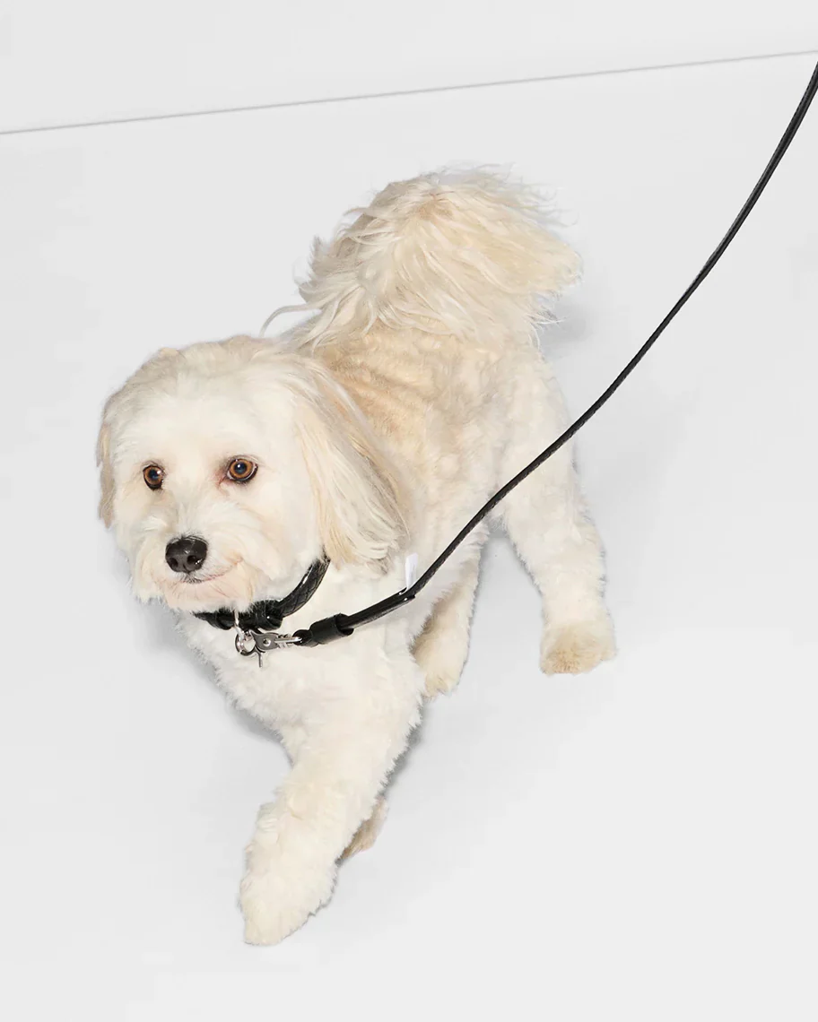 Black Leather Small MZW Dog Collar
