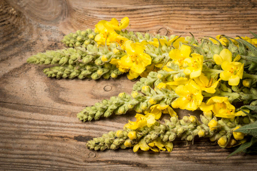 Mullein and Respiratory Support: A Gentle, Natural Tradition